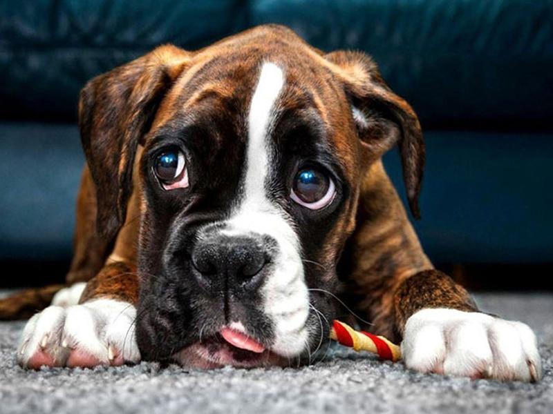 Tired Boxer Dog - diamond-painting-bliss.myshopify.com