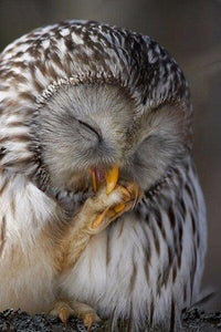 Tired Owl Painting with Diamond - diamond-painting-bliss.myshopify.com