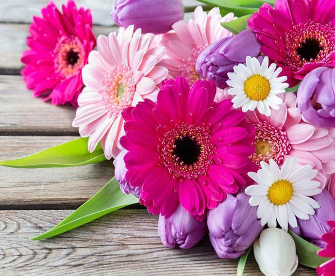 Transvaal Daisies - Paint by Diamonds - diamond-painting-bliss.myshopify.com