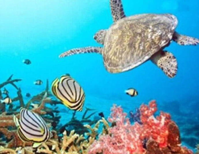 Turtle & Fish in the Sea - diamond-painting-bliss.myshopify.com