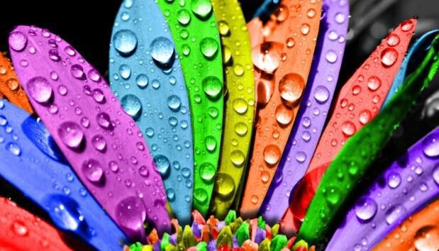 Water Drops on Colorful Flower Petals - diamond-painting-bliss.myshopify.com