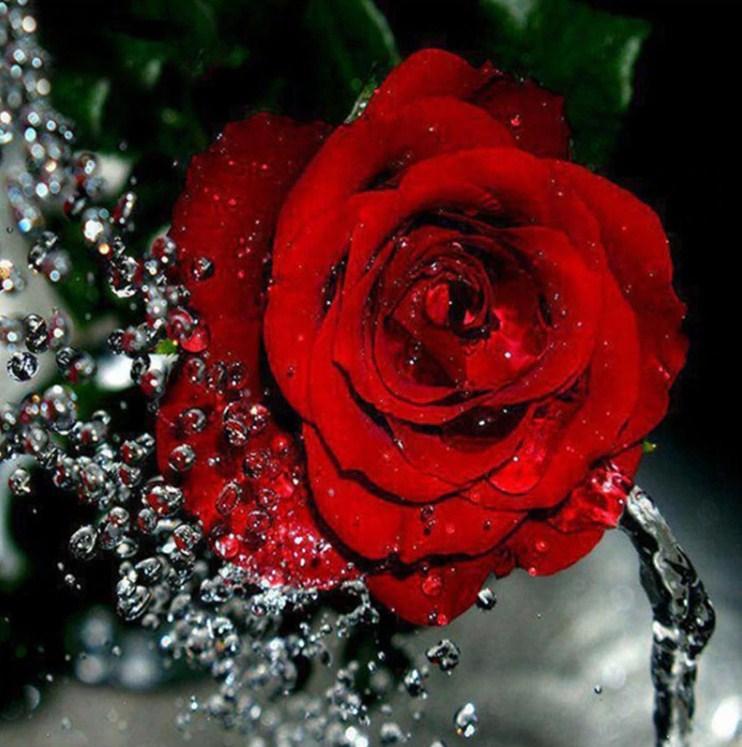 Water Splashing on Red Rose - diamond-painting-bliss.myshopify.com