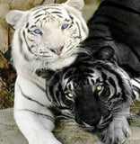 White & Black Tigers - diamond-painting-bliss.myshopify.com