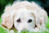 White Golden Retriever Puppy - diamond-painting-bliss.myshopify.com