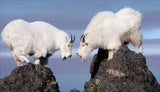 White Mountain Goats - diamond-painting-bliss.myshopify.com