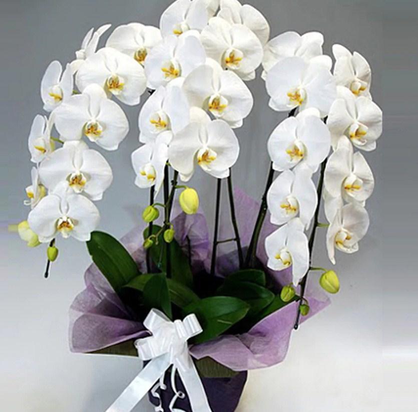 White Orchids Diamond Painting - diamond-painting-bliss.myshopify.com