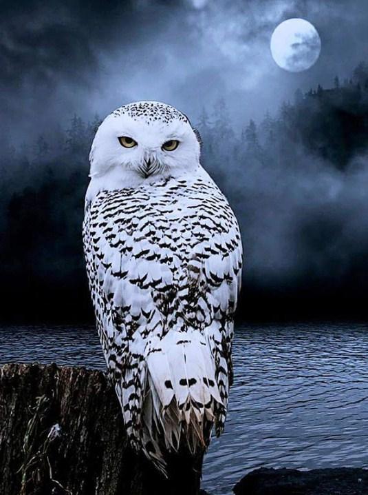 White Owl Gazing at Night - diamond-painting-bliss.myshopify.com