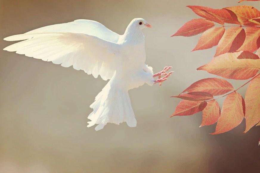 White Pigeon & Autumn Leaves - diamond-painting-bliss.myshopify.com