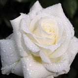White Rose with Dew Drops - diamond-painting-bliss.myshopify.com