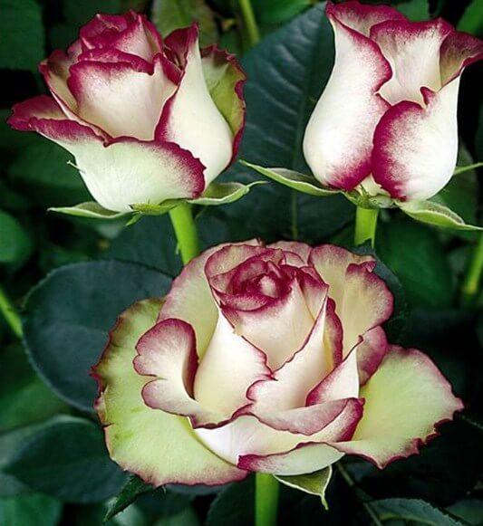 White Roses with Red Tips - diamond-painting-bliss.myshopify.com