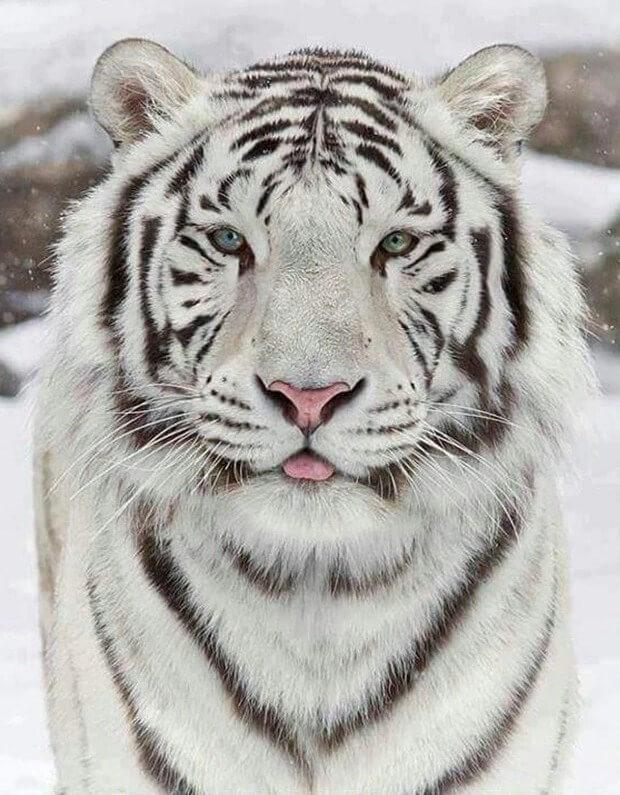 White Tiger in Snow - diamond-painting-bliss.myshopify.com