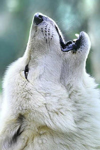 White Wolf Howling Diamond Painting Kit - diamond-painting-bliss.myshopify.com