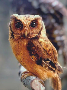 Wild Owl - diamond-painting-bliss.myshopify.com