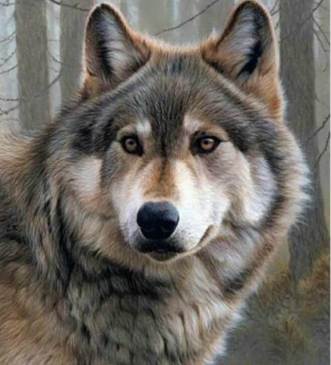Wolf Stare DIY Painting - diamond-painting-bliss.myshopify.com