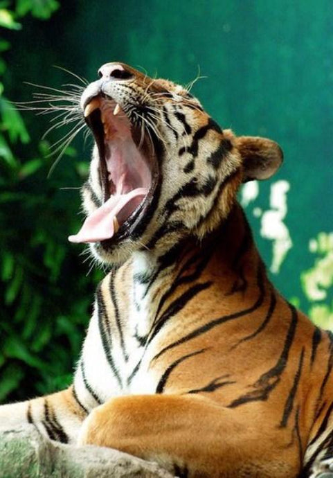 Yawning Tiger - Diamond Painting Kit - diamond-painting-bliss.myshopify.com