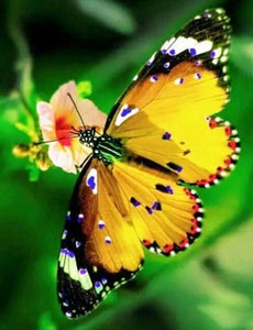 Yellow Butterfly - diamond-painting-bliss.myshopify.com