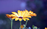 Yellow Gerbera Flower Close up - diamond-painting-bliss.myshopify.com