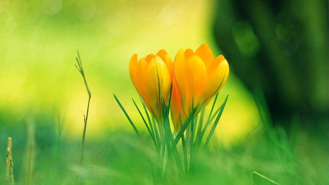 Yellow Tulips in the Garden - diamond-painting-bliss.myshopify.com