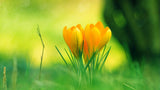 Yellow Tulips in the Garden - diamond-painting-bliss.myshopify.com