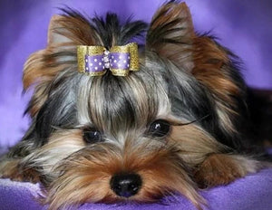 Yorkshire Terrier - Pant by Diamonds - diamond-painting-bliss.myshopify.com