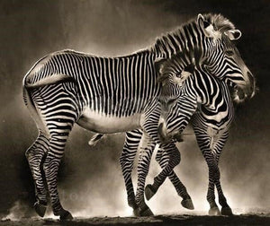 Zebras Hugging Diamond Painting - diamond-painting-bliss.myshopify.com