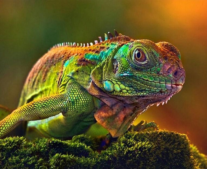 chameleon Close up - Paint by Diamonds - diamond-painting-bliss.myshopify.com