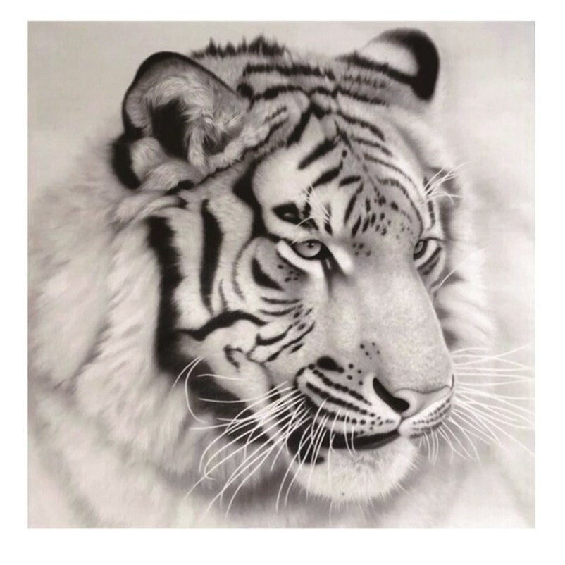 White And Black Tiger