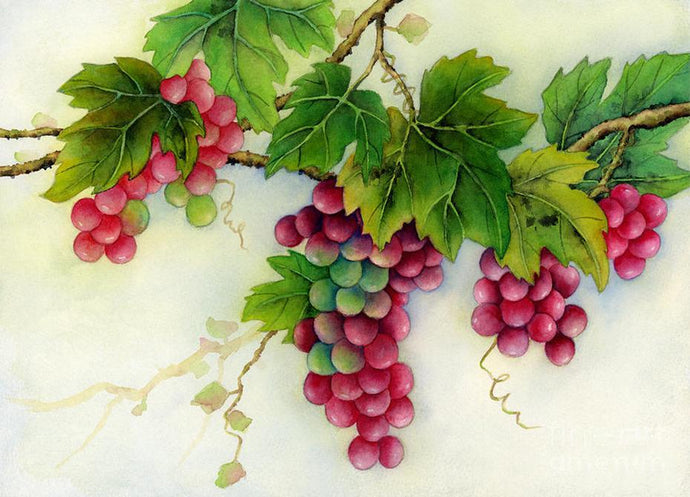 Grapes on Branches DIY Painting - diamond-painting-bliss.myshopify.com