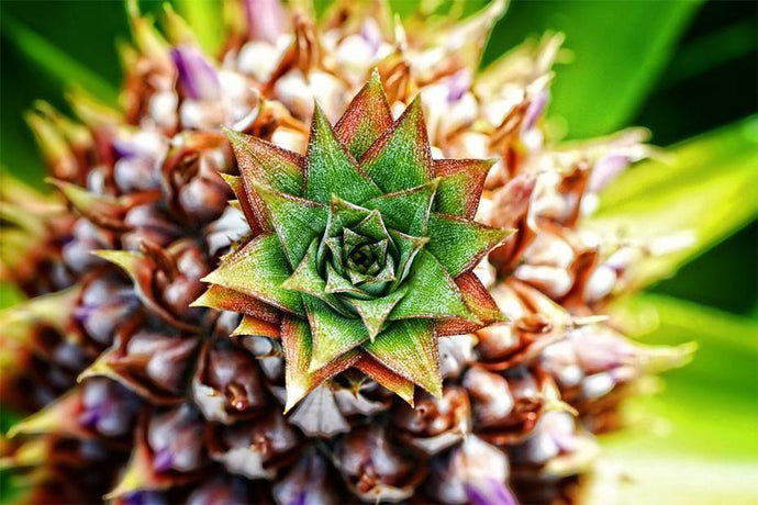 Tropical Pineapple Art DIY Painting - diamond-painting-bliss.myshopify.com