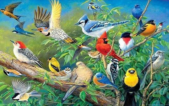 Collection of Birds DIY Diamond Painting - diamond-painting-bliss.myshopify.com