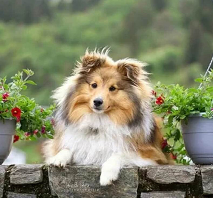 Sheltie Schilderijen Diamond Painting - diamond-painting-bliss.myshopify.com